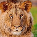 ���� Lev, ������, 25 ��� - ��������� 20 ����� 2024 � ������ ���� ����������