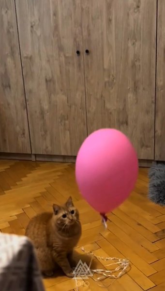 Вы только посмотрите как он на него смотрит - 2