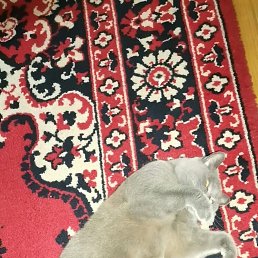 ���� ��������, �����, 52 ���� - ��������� 15 ������ 2023