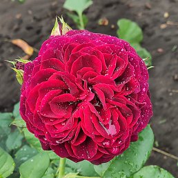 ���� ������, ������� - ��������� 19 ������� 2024