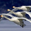 ���� Viktor, �����-��������� - ��������� 13 ����� 2025 � ������ ������ ��������