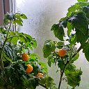 ���� ������, �������, 65 ��� - ��������� 21 �������� 2026 � ������ ���� ����������