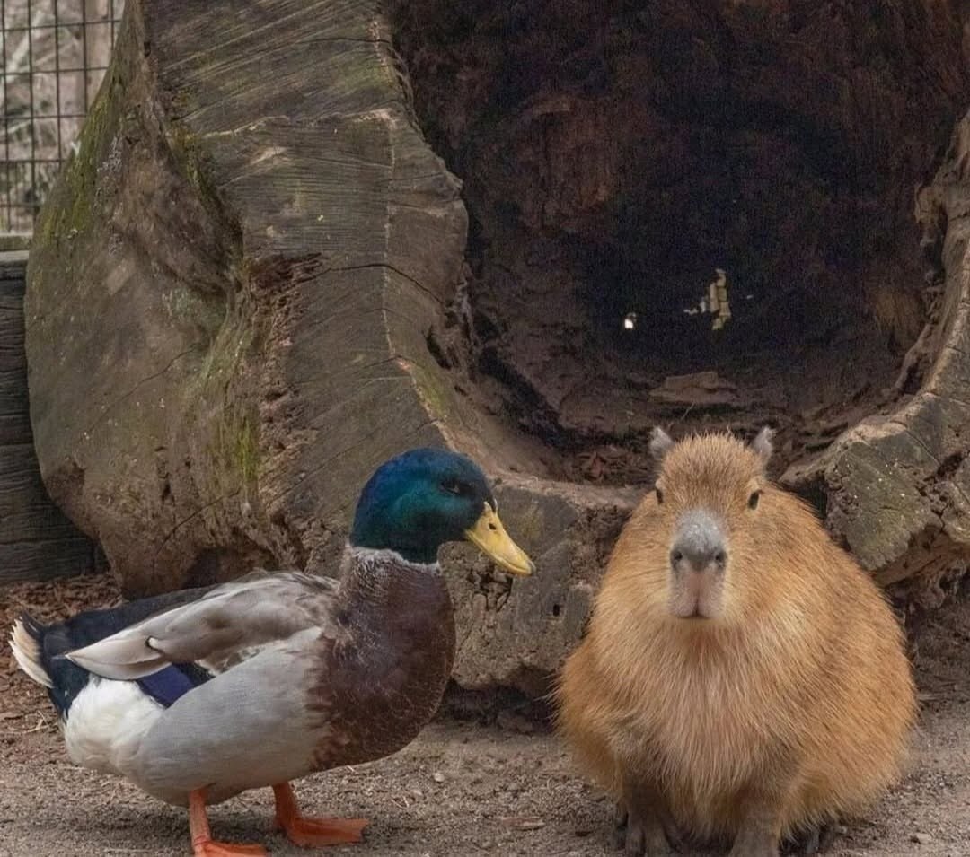 ������ ��� ���� �������� ��������� :3