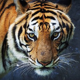 ����, ������, 37 ���