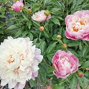 ���� �����, ����, 67 ��� - ��������� 7 ���� 2025 � ������ �������