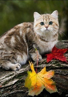 Красив сентябрь, и снова ты простужен….Ночами даришь осени присутствие…Так мало знать, что ты ... - 3