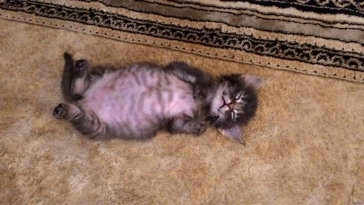 ������� �������������� ���... - 3