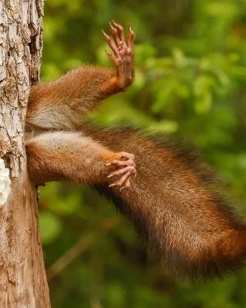 �� ������ ������������ ����� �������� ������� ����� ������� Nikon Comedy Wildlife Awards ���������� ...