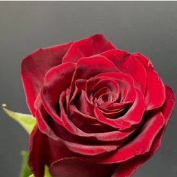 ���� ����, ���, 40 ��� - ��������� 15 ������ 2026