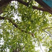 Adam, 19 ���, ������