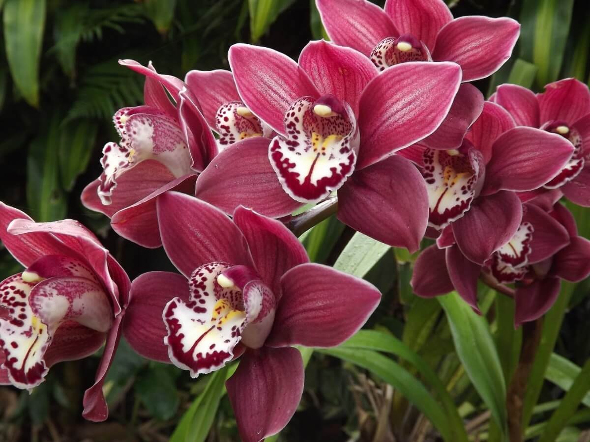  (Cymbidium)    ,        ... - 2