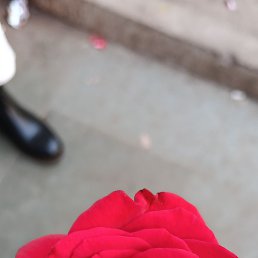Hanifa, ������, 20 ���