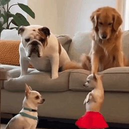 ���������, ������ �����, 51 ���