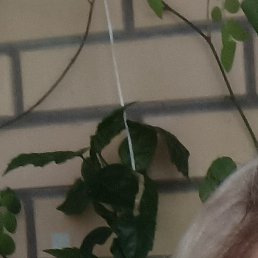 ��������, �����-���������, 41 ���