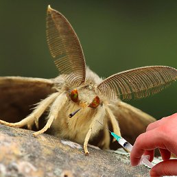 �����, ����������, 21 ���