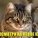 ���� ����������, ���������, 59 ��� - ��������� 26 ���� 2026 � ������ ������ ��������