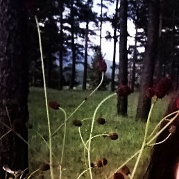 ������, ����, 37 ���