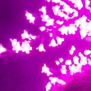 ����, 56 ���, �������