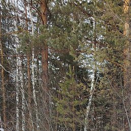 ������, �������, 44 ����