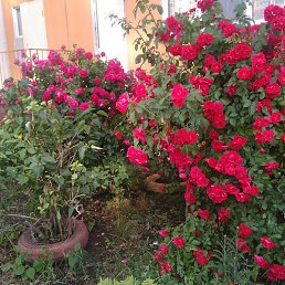 ����, �����, 76 ���