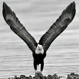 �����, ����, 35 ���