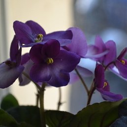 ���, ������, 31 ���