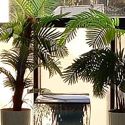 �������, 45 ���, ����������