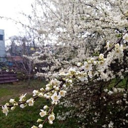 ����, ���������, 51 ���