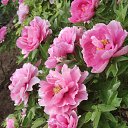 ���� ������, �����, 71 ��� - ��������� 27 ������ 2025 � ������ ���� ����������