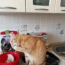 ���� ��������, ���������, 60 ��� - ��������� 7 ������ 2026 � ������ ������ ��������