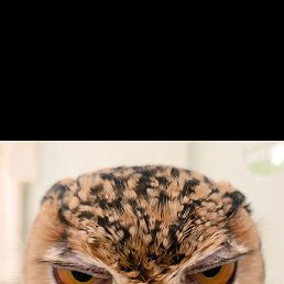 ����, ���������, 21 ���