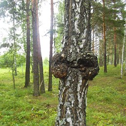 ������, �����-���������, 61 ���