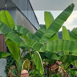 , 59, 