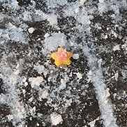 �����, 21 ���, ������