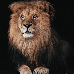 ���� Diego, ����, 45 ��� - ��������� 16 ���� 2025