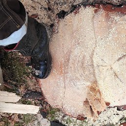 �����, ������, 51 ���