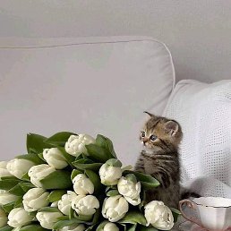 Queen, ��������, 24 ����