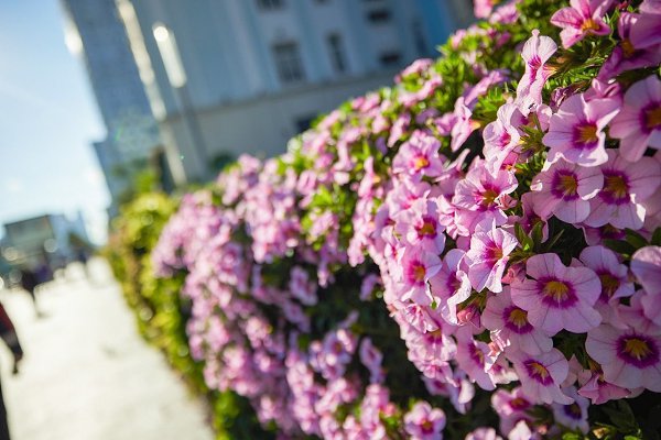 Этим летом Москва вновь превратится в большой цветущий сад благодаря ландшафтному фестивалю «Сады и ... - 3