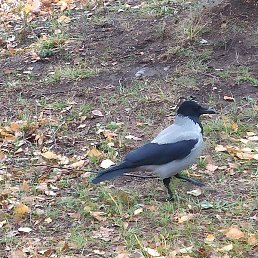 �������, ������, 51 ���