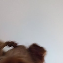 �����, ������, 41 ���