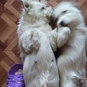 ���� ������, ��������� ������, 68 ��� - ��������� 13 ������ 2025 � ������ ������ ��������