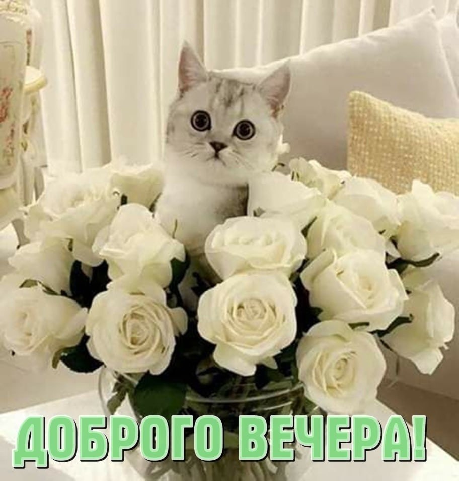   ,    . - 26  2024  16:53