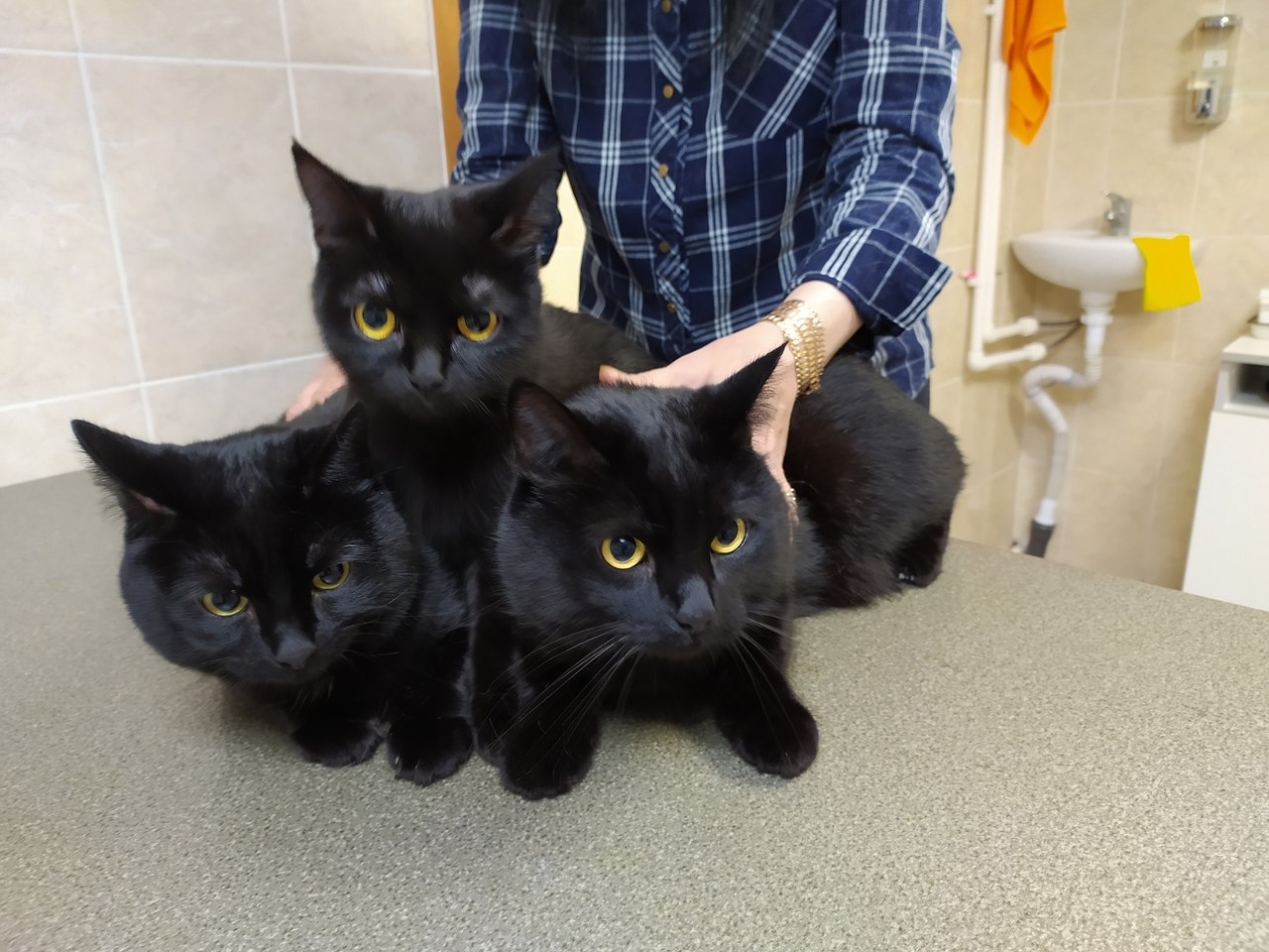 rin Bogdanova - 16  2025  15:00