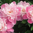 ���� Yana, ������ - ��������� 18 ��� 2025 � ������ ���� ����������