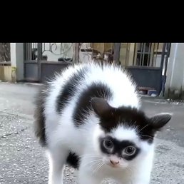 ���� Sultan, �����������, 25 ��� - ��������� 15 ����� 2024