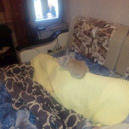 ����, �����-���������, 64 ����