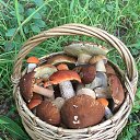 ���� ����, �����������, 67 ��� - ��������� 5 ������� 2024 � ������ ���� ����������