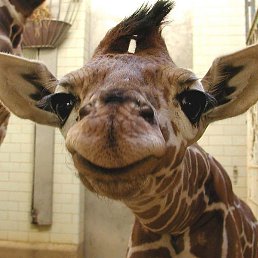 ���, �������