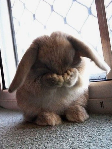 Перед вами подборка фото, которые невозможно игнорировать: маленькие существа на снимках словно ... - 3