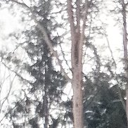 �����, 48 ���, �����-���������